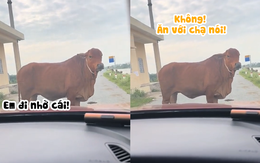 Cười sảng với chú bò khó tính