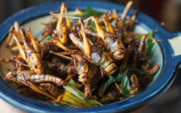 Singapore cấp phép 16 loại côn trùng làm thực phẩm
