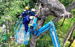 TP.HCM tổng 'khám sức khỏe' cây lâu năm