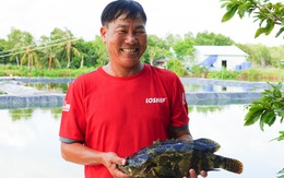 Dân Kiên Giang 'sống khỏe’ nhờ nuôi cá mú trong ao đất