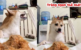 Chú chó nghe lời cô chủ ngồi trông thức ăn dù thèm rỏ dãi