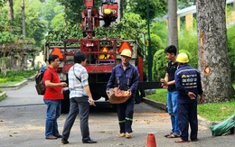 Sau sự cố cây xanh ở Tao Đàn làm chết người: Trung tâm Quản lý hạ tầng kỹ thuật xin lỗi người dân