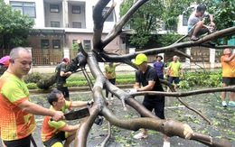 Người Hà Nội, Quảng Ninh, Hải Phòng cùng nhau đi dọn cây sau bão số 3