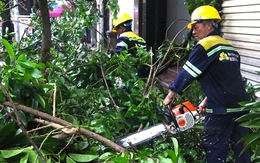 Công nhân cây xanh TP.HCM di dời cây cao hơn 20m đè hai ngôi nhà phố cổ Hà Nội