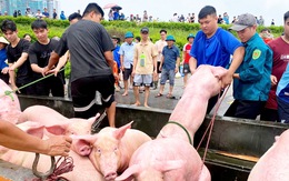 Hàng chục ngàn con heo, gà bị ảnh hưởng do mưa lũ, người dân mất cả gia tài