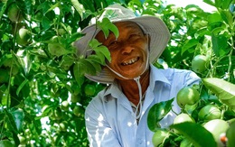 Nông dân, doanh nghiệp hào hứng trước cơ hội đưa chanh leo vào Mỹ