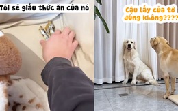 Chú chó nổi cáu vì bị cậu chủ giấu mất đồ ăn