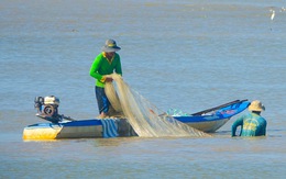 Săn cá, tép vùng biển bồi Kiên Giang đón Tết