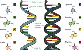 Hy vọng mới trong điều trị ung thư: Điều khiển hoạt động của gene