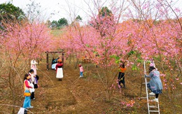 Măng Đen sẽ thành thị trấn mai anh đào