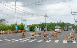 Bò thả rông đi lang thang trên đường ở Phú Quốc, khách lo an toàn giao thông