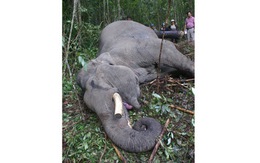 Thêm một con voi bị chém chết