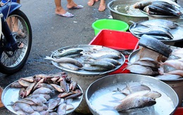 Từ cảng ra chợ: Giá cá tăng gấp đôi