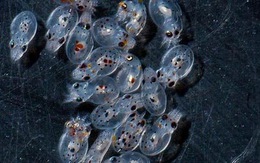 Xem video clip hàng ngàn bạch tuộc con chào đời