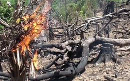 Thiếu đất, dân đốt rừng làm rẫy