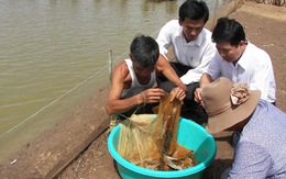 Tôm chết, người nuôi trắng tay