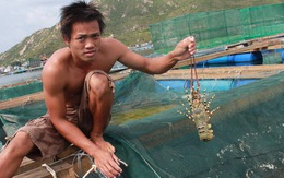 Tôm hùm chết hàng loạt ở đảo Bình Ba