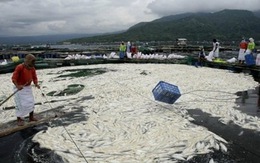 Philippines: 800 tấn cá chết