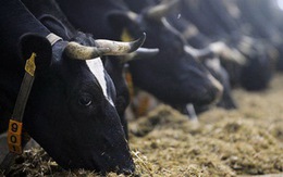 Nguy cơ bùng nổ siêu khuẩn kháng sinh trong chăn nuôi