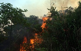 Cháy hàng chục hecta rừng đặc dụng Hải Vân