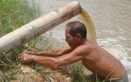 Nước lên, hàng ngàn hecta lúa bị ngập