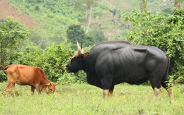 Bò tót lại thăm bò nhà