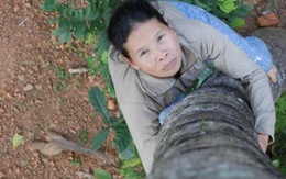 Người mẹ trèo dừa - hình ảnh người phụ nữ Việt Nam