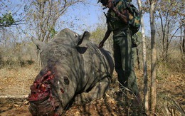 2 người Việt buôn lậu sừng tê giác ở Nam Phi lãnh án