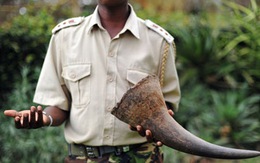 Trung Quốc "khát" ngà voi, sừng tê giác châu Phi