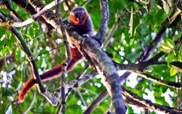 Phát hiện loài khỉ mới có đuôi đỏ rực như lửa