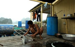 Ăn cá giò trên vịnh Lan Hạ
