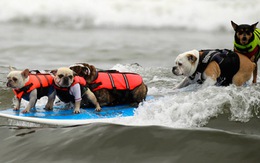 Chó thi lướt sóng