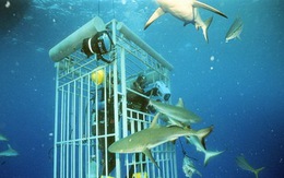 Khu bảo tồn cá mập lớn nhất thế giới
