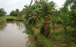 Vĩnh Long: phát hiện và tịch thu 114 cây cần sa
