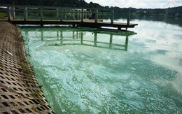Đà Lạt: hồ Xuân Hương "lâm bệnh" nặng