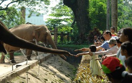 Chuyện cho voi ăn trong sở thú