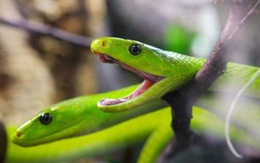 Thái Lan: rắn độc xổng chuồng trong vùng lũ