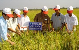Tập trung quảng bá gạo Việt