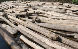 Chặt phá trái phép hàng trăm khối gỗ trong hồ thủy điện