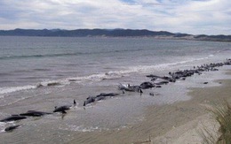 Gần 100 cá voi mắc cạn chết ở Úc, New Zealand