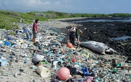 Ý bắt 54 người buôn lậu nhựa phế thải sang Đông Nam Á