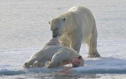 Đã có bằng chứng gấu Bắc cực ăn thịt đồng loại