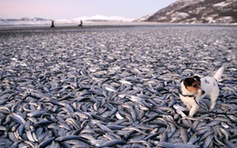 20 tấn cá trích chết trên bãi biển