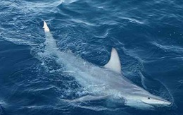 Cá mập lai đầu tiên trên thế giới