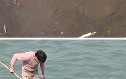 Trung Quốc: cá chết hàng loạt trên sông