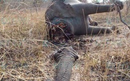 Cameroon: hơn 200 con voi bị giết lấy ngà