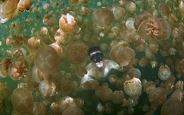 Bơi giữa hàng triệu con sứa