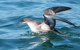 "Dân số" chim biển giảm báo động