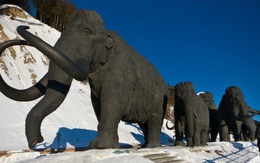 Nghiên cứu tái sinh voi mamut