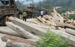 Khởi tố vụ án phá rừng lớn ở Hà Tĩnh